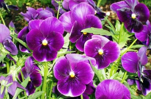 Фиалка садовая. Фиалка садовая это многолетнее травянистое растение, выращиваемое, как двулетнее.