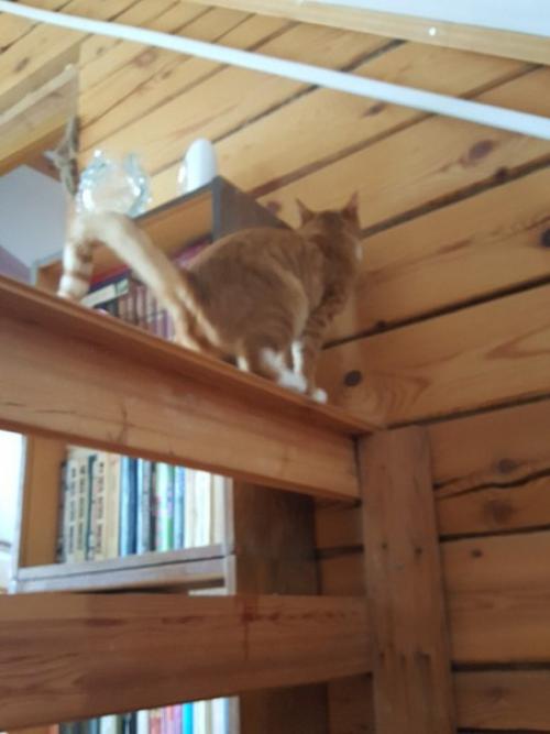 Котобанда.  Свежий взгляд на привычное. 03