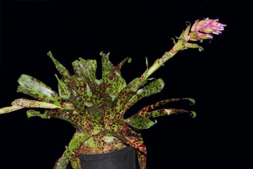 Ароматная и сочная курочка в медово - чесночном маринаде. 02