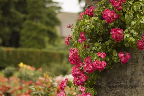 Плетистые розы в саду, на арках и стенах дома. 06