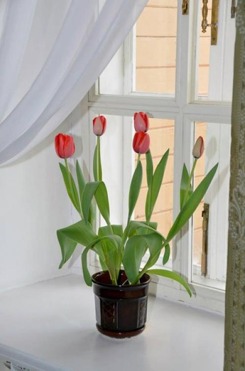 Научная статья.  Цветы в интерьере барских домов. 04