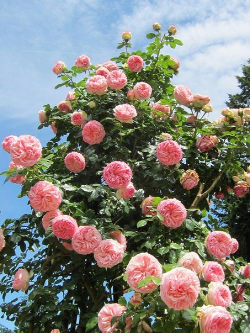 Плетистые розы в саду, на арках и стенах дома. 08