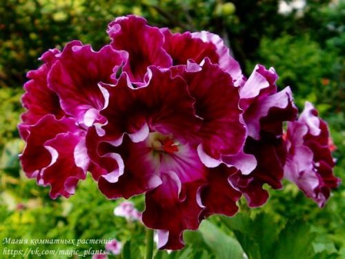 Виды пеларгоний. Пеларгония (герань) относится к семейству гераниевых. 03