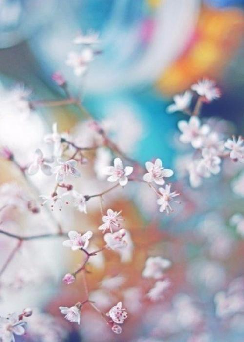 Цветы, как люди, на добро щедры и, людям нежность отдавая, они цветут, сердца обогревая, как маленькие, тёплые костры. 04