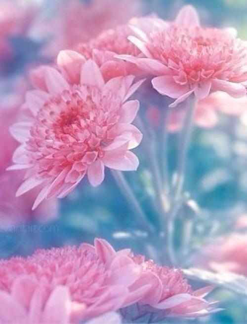 Цветы, как люди, на добро щедры и, людям нежность отдавая, они цветут, сердца обогревая, как маленькие, тёплые костры. 05