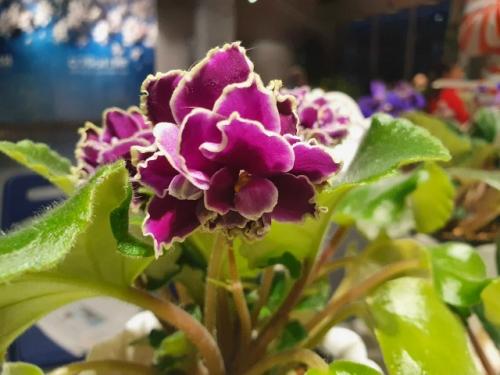 5 растений с бабушкиного подоконника, которых еще недавно стыдились, а теперь они - на пике популярности. 06