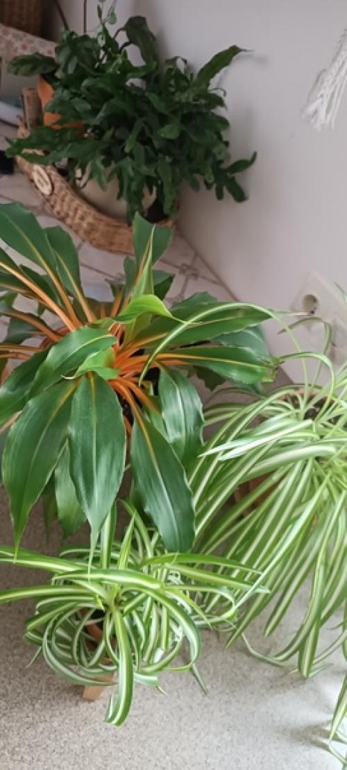 Цветущих нет!  Просто не люблю цветущие растения и все. 01