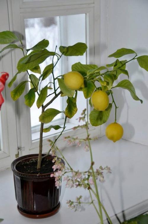 Научная статья.  Цветы в интерьере барских домов. 01