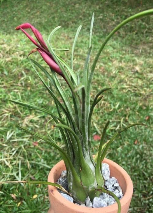 Ароматная и сочная курочка в медово - чесночном маринаде. 01