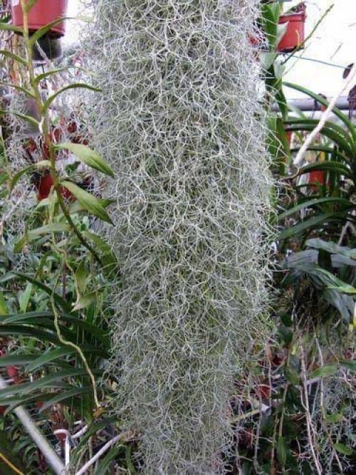 Ароматная и сочная курочка в медово - чесночном маринаде. 08