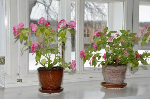 Научная статья.  Цветы в интерьере барских домов. 05