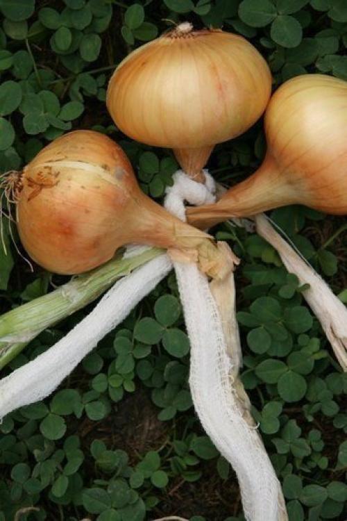 Способ плетения луковых кос. 02