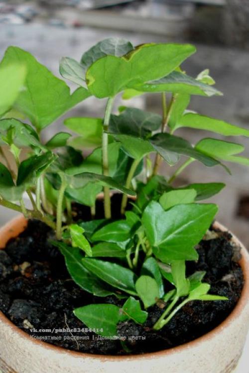 Плющ или хедера неприхотливое ампельное декоративно - лиственное растение? 05