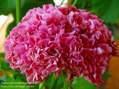 Виды пеларгоний. Пеларгония (герань) относится к семейству гераниевых. 04