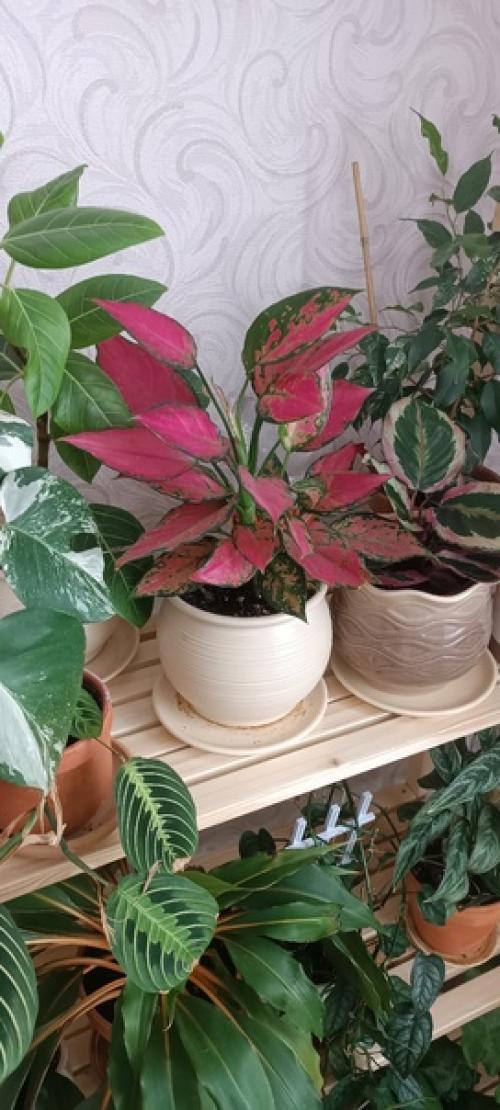 Цветущих нет!  Просто не люблю цветущие растения и все. 03