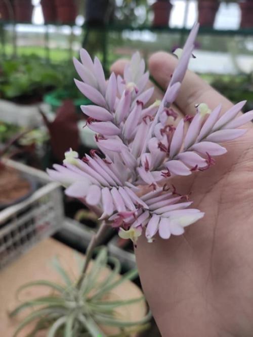 Ароматная и сочная курочка в медово - чесночном маринаде. 04