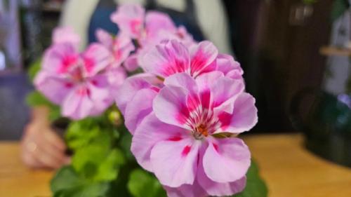 5 растений с бабушкиного подоконника, которых еще недавно стыдились, а теперь они - на пике популярности. 04