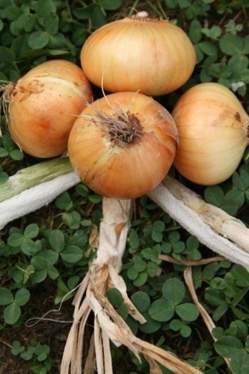 Способ плетения луковых кос. 03