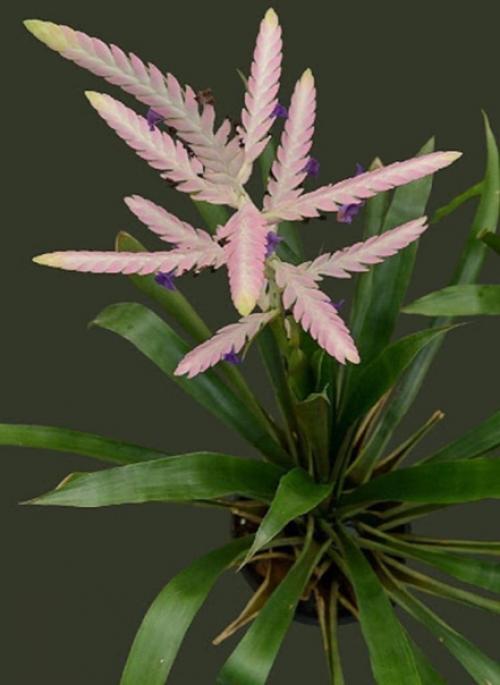 Ароматная и сочная курочка в медово - чесночном маринаде. 05