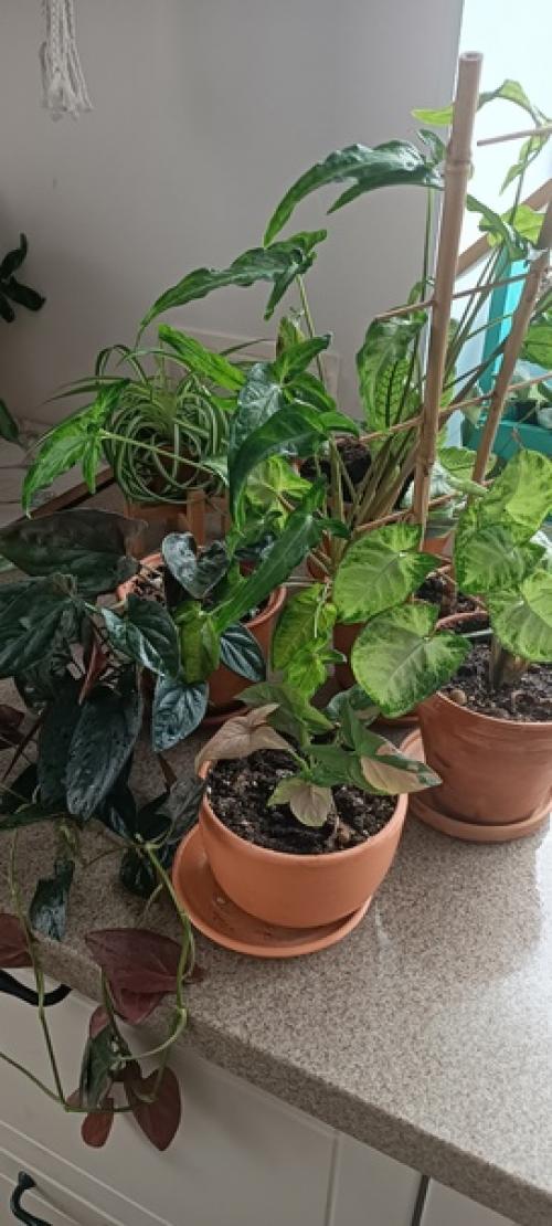 Цветущих нет!  Просто не люблю цветущие растения и все. 02