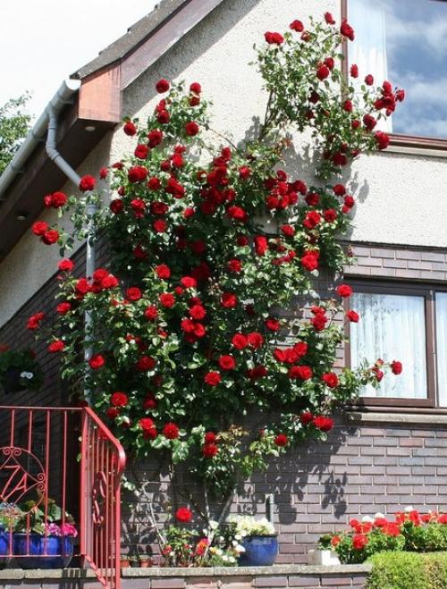 Плетистые розы в саду, на арках и стенах дома. 04