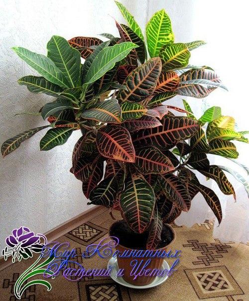 Топ - 10 модных комнатных растений? 03