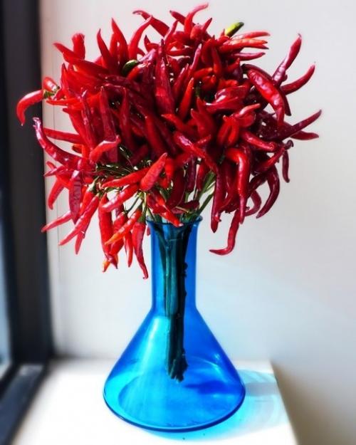 Декоративный перец. Декоративный перец относительно неприхотлив. 01