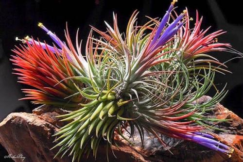 Ароматная и сочная курочка в медово - чесночном маринаде. 09