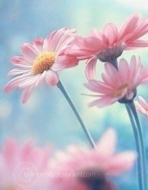 Цветы, как люди, на добро щедры и, людям нежность отдавая, они цветут, сердца обогревая, как маленькие, тёплые костры. 03