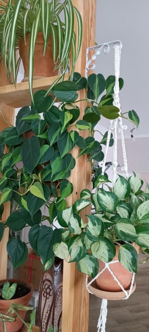 Цветущих нет!  Просто не люблю цветущие растения и все. 07