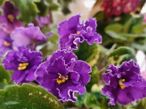 5 растений с бабушкиного подоконника, которых еще недавно стыдились, а теперь они - на пике популярности. 05