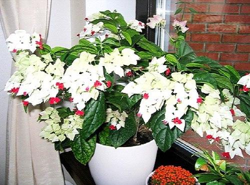 Клеродендрум или клеродендрон Дерево Судьбы или дерево счастья. 02 Клеродендрум или клеродендрон Дерево Судьбы или дерево счастья. 02