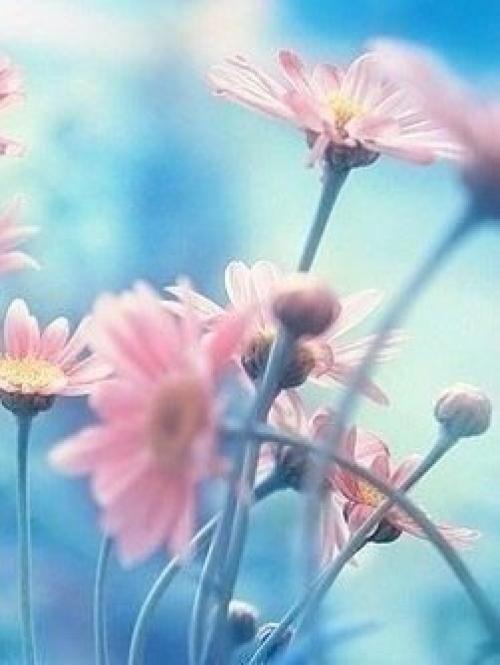 Цветы, как люди, на добро щедры и, людям нежность отдавая, они цветут, сердца обогревая, как маленькие, тёплые костры. 02