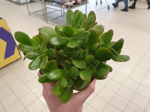 5 растений с бабушкиного подоконника, которых еще недавно стыдились, а теперь они - на пике популярности. 07