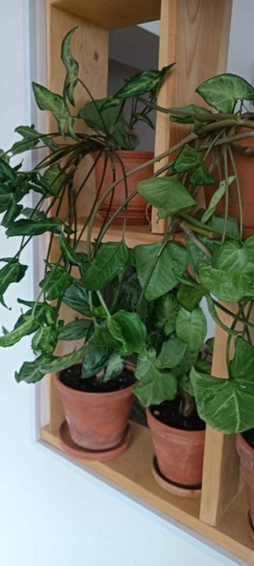 Цветущих нет!  Просто не люблю цветущие растения и все. 05