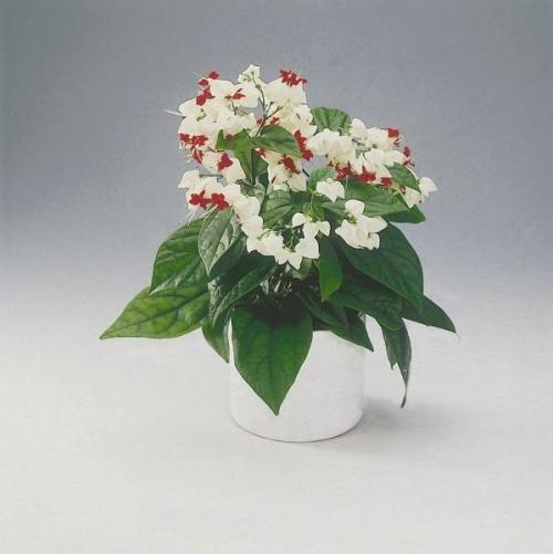 Клеродендрум или клеродендрон Дерево Судьбы или дерево счастья. 03 Клеродендрум или клеродендрон Дерево Судьбы или дерево счастья. 03