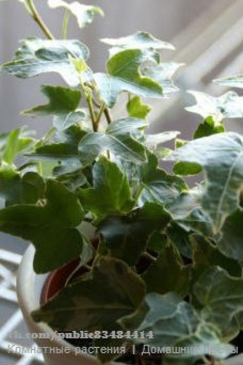 Плющ или хедера неприхотливое ампельное декоративно - лиственное растение? 03