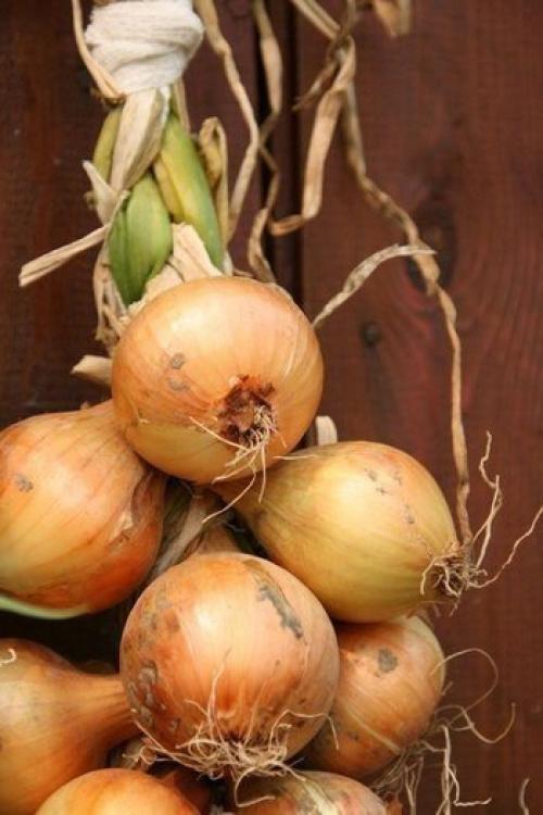 Способ плетения луковых кос. 04