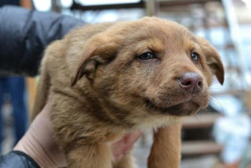 Вам не хватает плюшевых объятий, милых обнимашек и на диване валяшек? 01