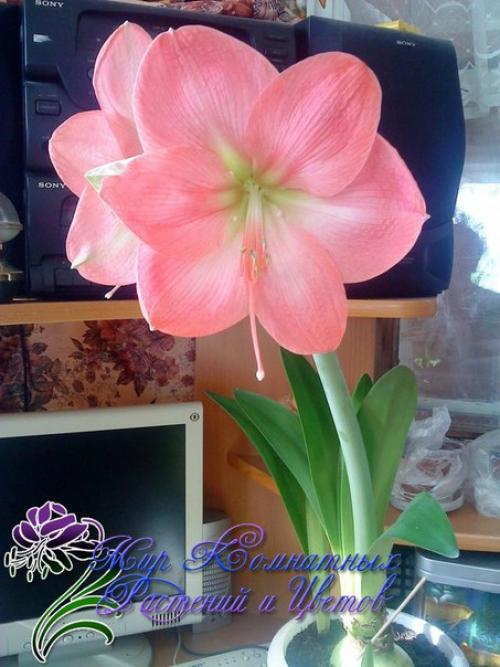 Топ - 10 модных комнатных растений? 02