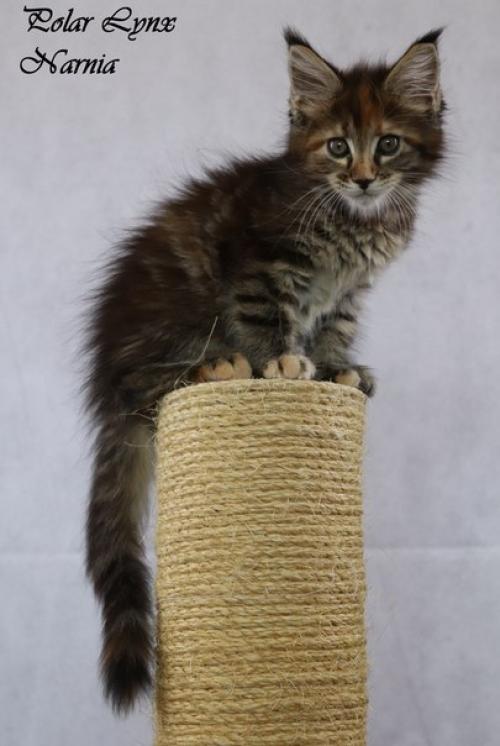 20 причин почему не надо заводить мейн - куна! 01