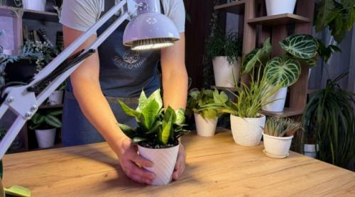 5 растений с бабушкиного подоконника, которых еще недавно стыдились, а теперь они - на пике популярности.

