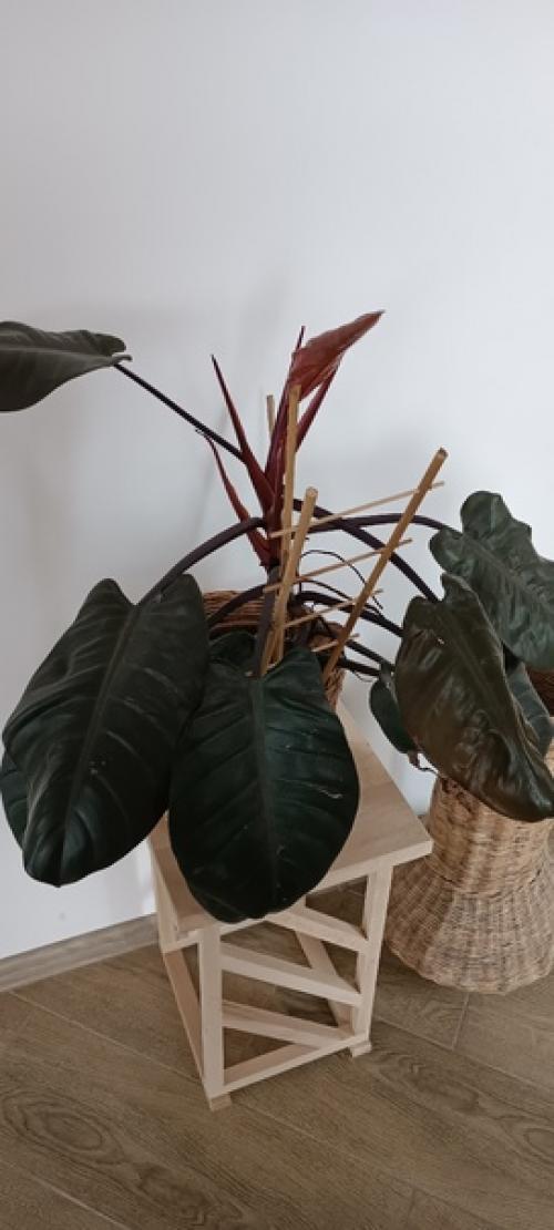 Цветущих нет!  Просто не люблю цветущие растения и все. 06