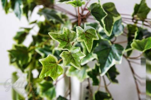 Плющ или хедера неприхотливое ампельное декоративно - лиственное растение? 01