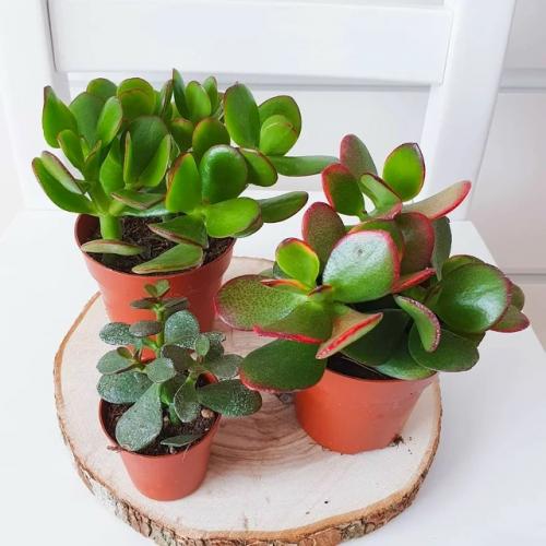 5 растений с бабушкиного подоконника, которых еще недавно стыдились, а теперь они - на пике популярности. 08