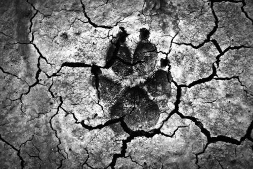 Повод найдётся!   Всемирный день щенков!