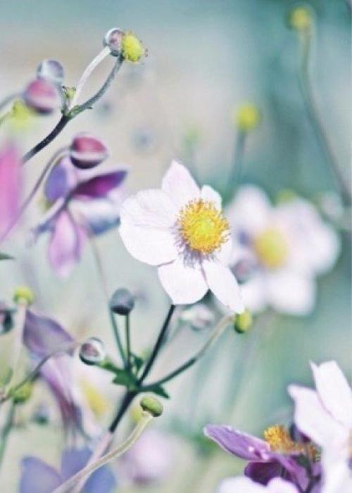 Цветы, как люди, на добро щедры и, людям нежность отдавая, они цветут, сердца обогревая, как маленькие, тёплые костры. 01