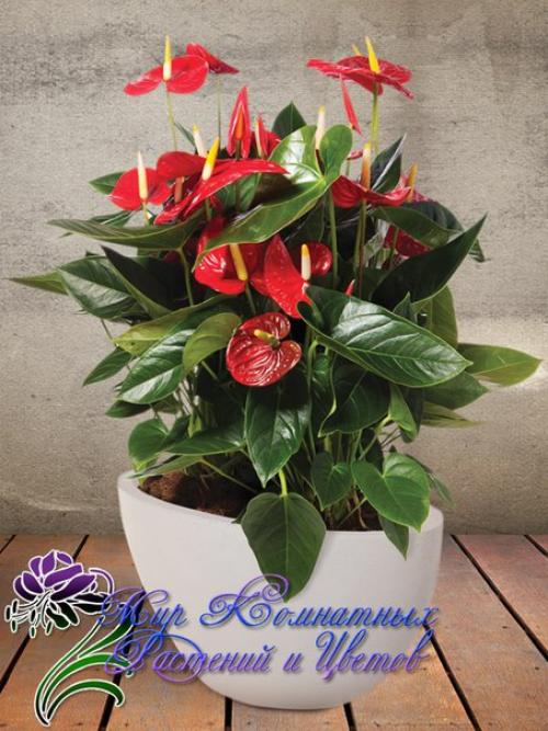 Топ - 10 модных комнатных растений? 01