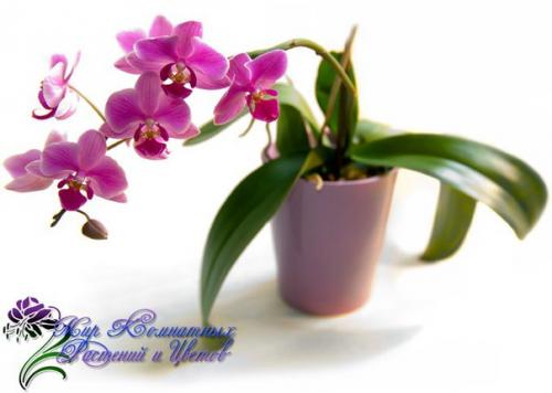 Топ - 10 модных комнатных растений?