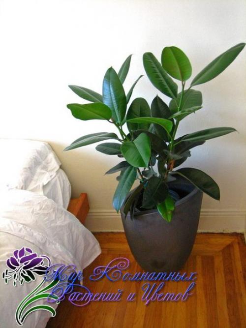 Топ - 10 модных комнатных растений? 04